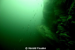 This is a schoal of saithe at 150 ft. in voldafjorden. by Harald Fauske 